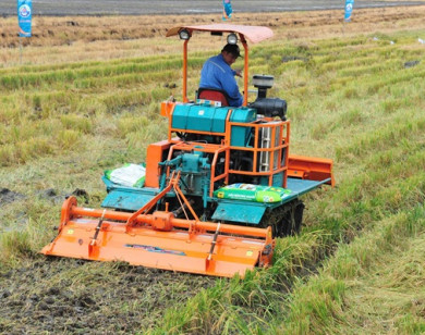 Đầu Trâu Bio-Canxi: Giải pháp đột phá từ thực tiễn đồng ruộng vùng ĐBSCL