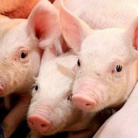 Giá heo hơi ngày 5/8/2025: Miền Bắc có giá cao nhất, đạt 65.000 đồng/kg