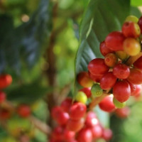 Giá nông sản ngày 5/8/2025: Cà phê bất ngờ giảm nhẹ, hồ tiêu tiếp tục ổn định