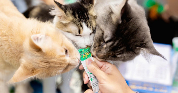 Sittopets: Đồng hành cùng người nuôi mèo trên hành trình yêu đúng cách