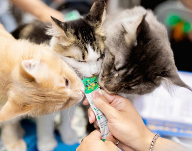 Sittopets: Đồng hành cùng người nuôi mèo trên hành trình yêu đúng cách