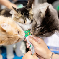 Sittopets: Đồng hành cùng người nuôi mèo trên hành trình yêu đúng cách