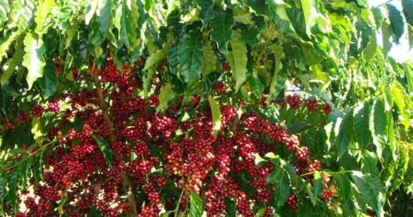 Giá nông sản ngày 8/8/2025: Cà phê bất ngờ giảm, hồ tiêu neo ở mức cao