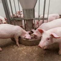 Giá heo hơi ngày 8/8/2025: Ổn định trên cả nước