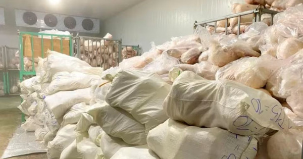 Gia Lai: Tiêu hủy hơn 100 tấn heo sữa đông lạnh không rõ nguồn gốc