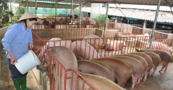 Giá heo hơi ngày 11/8/2025: Miền Nam tiếp tục tăng, trong khi miền Bắc giảm nhẹ 