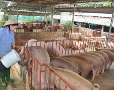 Giá heo hơi ngày 11/8/2025: Miền Nam tiếp tục tăng, trong khi miền Bắc giảm nhẹ 
