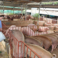 Giá heo hơi ngày 11/8/2025: Miền Nam tiếp tục tăng, trong khi miền Bắc giảm nhẹ 