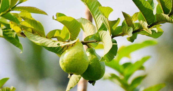 Điều gì sẽ xảy ra khi bạn nhai lá ổi mỗi ngày?
