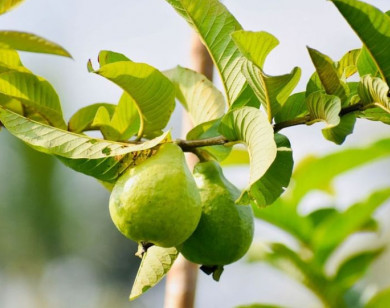 Điều gì sẽ xảy ra khi bạn nhai lá ổi mỗi ngày?