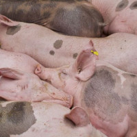 Giá heo hơi ngày 12/8/2025: Tiếp tục giảm nhẹ tại miền Bắc
