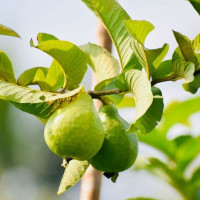 Điều gì sẽ xảy ra khi bạn nhai lá ổi mỗi ngày?