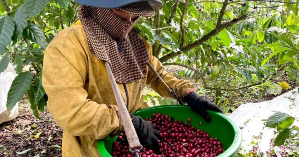 Giá nông sản ngày 13/8/2025: Cà phê tiếp đà tăng mạnh, hồ tiêu neo ở ngưỡng cao