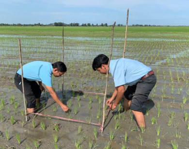 Hướng dẫn sử dụng phân bón Đầu Trâu Bio-Canxi hiệu quả trong sản xuất lúa bền vững