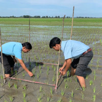 Hướng dẫn sử dụng phân bón Đầu Trâu Bio-Canxi hiệu quả trong sản xuất lúa bền vững