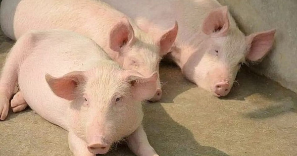 Giá heo hơi ngày 15/8/2025: Tiếp tục giảm tại nhiều địa phương