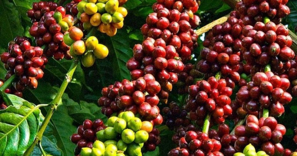 Giá nông sản ngày 17/8/2025: Cà phê tiếp tục tăng mạnh, hồ tiêu bất ngờ giảm