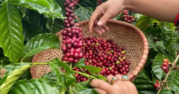 Giá nông sản ngày 18/8/2025: Cà phê và hồ tiêu cùng đi ngang