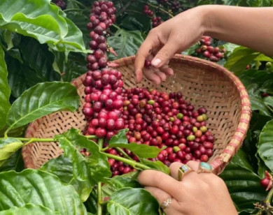 Giá nông sản ngày 18/8/2025: Cà phê và hồ tiêu cùng đi ngang