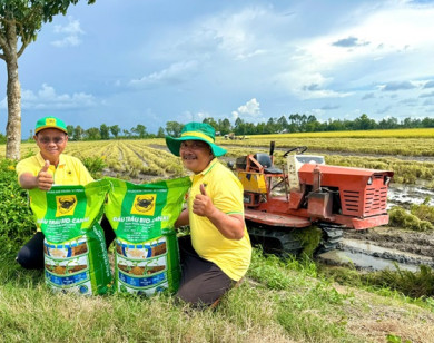 Đầu Trâu Bio-Canxi: Giải pháp phân bón mới cho canh tác lúa gạo bền vững và giảm phát thải