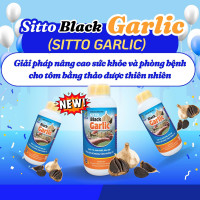 Sitto Black Garlic – Giải pháp nâng cao sức khỏe và phòng bệnh cho tôm bằng thảo dược thiên nhiên