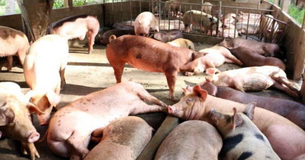 Giá heo hơi ngày 20/8/2025: Tiếp tục lao dốc, nhiều địa phương rơi xuống dưới 60.000 đồng/kg