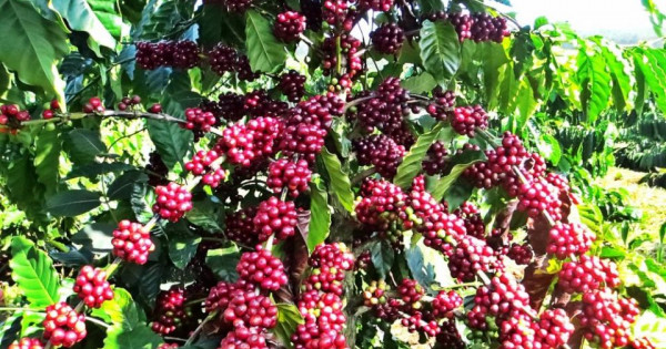 Giá nông sản ngày 20/8/2025: Cà phê và hồ tiêu cùng neo ở mức cao