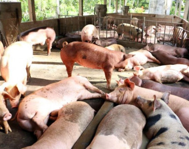 Giá heo hơi ngày 20/8/2025: Tiếp tục lao dốc, nhiều địa phương rơi xuống dưới 60.000 đồng/kg