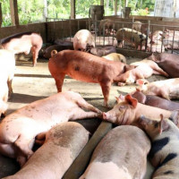 Giá heo hơi ngày 20/8/2025: Tiếp tục lao dốc, nhiều địa phương rơi xuống dưới 60.000 đồng/kg