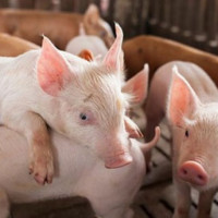 Giá heo hơi ngày 21/8/2025: Đà giảm kéo dài tại cả ba miền