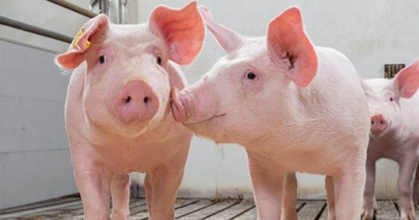 Giá heo hơi ngày 23/8/2025: Tiếp tục giảm từ 1.000 – 2.000 đồng/kg