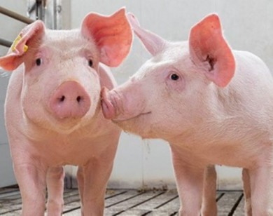 Giá heo hơi ngày 23/8/2025: Tiếp tục giảm từ 1.000 – 2.000 đồng/kg