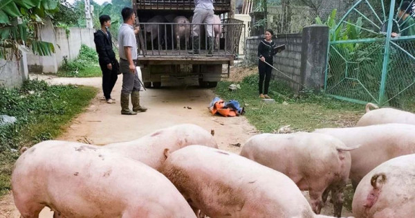 Giá heo hơi ngày 24/8/2025: Miền Bắc tiếp tục giảm 1.000 đồng/kg
