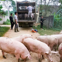 Giá heo hơi ngày 24/8/2025: Miền Bắc tiếp tục giảm 1.000 đồng/kg