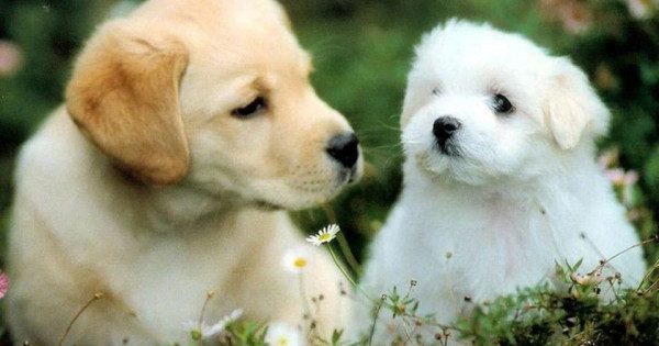 Tử vi ngày 26/8/2025 của 12 cung hoàng đạo: Song Tử nên thận trọng trong việc quản lý chi tiêu
