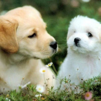 Tử vi ngày 26/8/2025 của 12 cung hoàng đạo: Song Tử nên thận trọng trong việc quản lý chi tiêu
