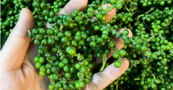 Giá nông sản ngày 28/8/2025: Hồ tiêu bật tăng mạnh, đạt 150.000 đồng/kg