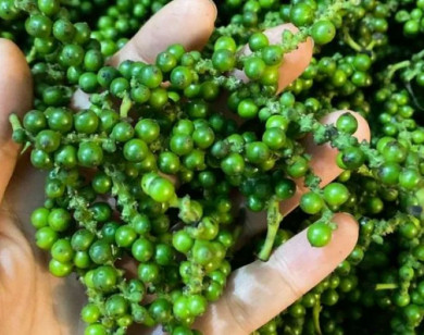 Giá nông sản ngày 28/8/2025: Hồ tiêu bật tăng mạnh, đạt 150.000 đồng/kg