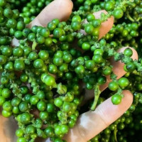 Giá nông sản ngày 28/8/2025: Hồ tiêu bật tăng mạnh, đạt 150.000 đồng/kg