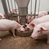 Giá heo hơi ngày 30/8/2025: Đi ngang ở cả 3 miền