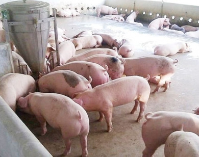 Giá heo hơi ngày 31/8/2025: Miền Bắc nhích nhẹ 1.000 đồng/kg