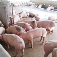 Giá heo hơi ngày 31/8/2025: Miền Bắc nhích nhẹ 1.000 đồng/kg