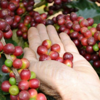 Giá nông sản ngày 31/8/2025: Cà phê tăng trở lại, hồ tiêu đảo chiều giảm