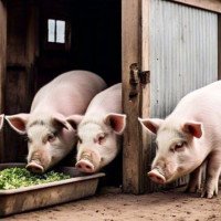 Giá heo hơi ngày 1/9/2025: Miền Bắc tiếp tục tăng 1.000 đồng/kg