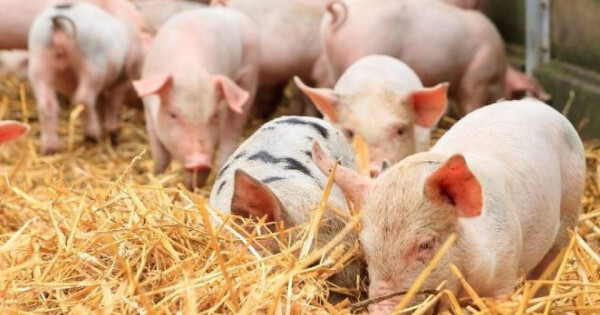 Giá heo hơi ngày 4/9/2025: Tăng nhẹ 1.000 đồng/kg tại miền Bắc