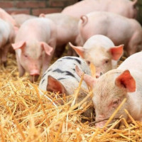 Giá heo hơi ngày 4/9/2025: Tăng nhẹ 1.000 đồng/kg tại miền Bắc
