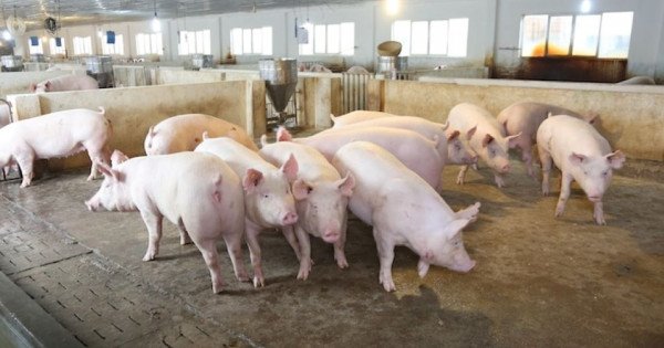 Giá heo hơi ngày 5/9/2025: Ghi nhận đà tăng trên cả nước