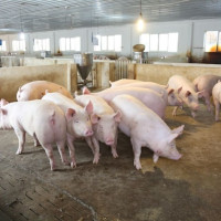 Giá heo hơi ngày 5/9/2025: Ghi nhận đà tăng trên cả nước