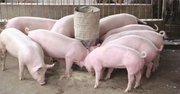 Giá heo hơi ngày 6/9/2025: Tiếp tục xu hướng tăng trên cả nước