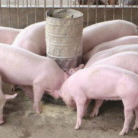 Giá heo hơi ngày 6/9/2025: Tiếp tục xu hướng tăng trên cả nước